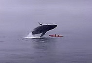 douga wheel - シーカヤック　クジラが体当たりしてきた動画