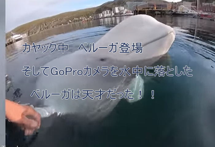 beluga - ベルーガ天才シーカヤック中カメラを落とす