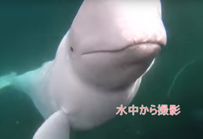 beluga3 - ベルーガ天才シーカヤック中カメラを落とす