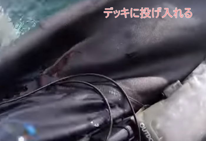 beluga5 - ベルーガ天才シーカヤック中カメラを落とす
